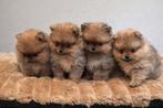 Prachtige pomeranian pups (NL) beide ouders aanwezig, Parvo, Keeshond, 8 tot 15 weken, Meerdere