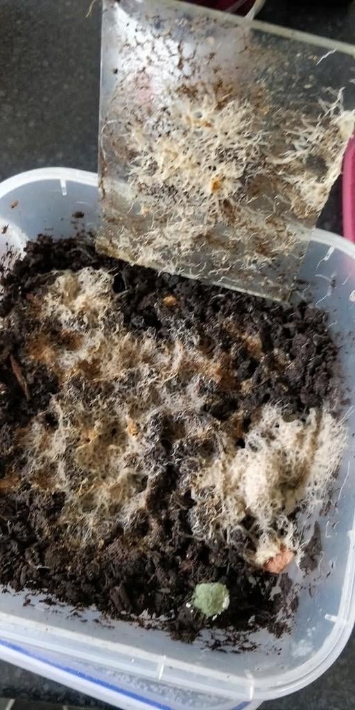 GEZOCHT, Dieren en Toebehoren, Ophalen