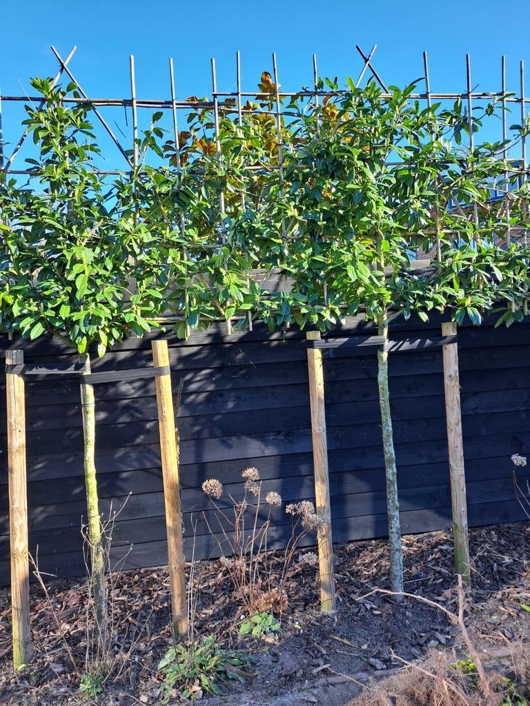 portugese laurier leiboom 3 stuks, Overige soorten, Lente, 100 tot 250 cm, Ophalen