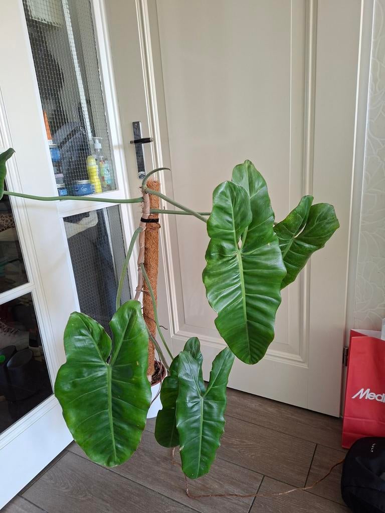 Philodendron burl marx, Huis en Inrichting, Ophalen, Halfschaduw