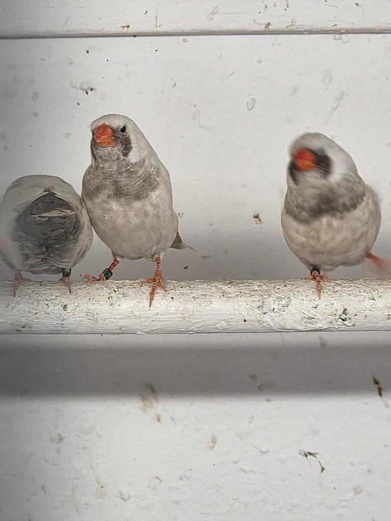 Charcoal zebravinken, Dieren en Toebehoren, Vogels | Overige Vogels, Meerdere dieren