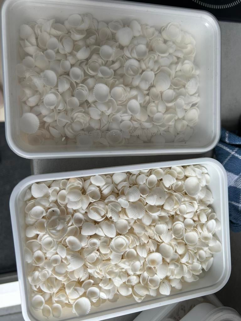 2 diosjes met kleine witte schelpen, Ophalen of Verzenden