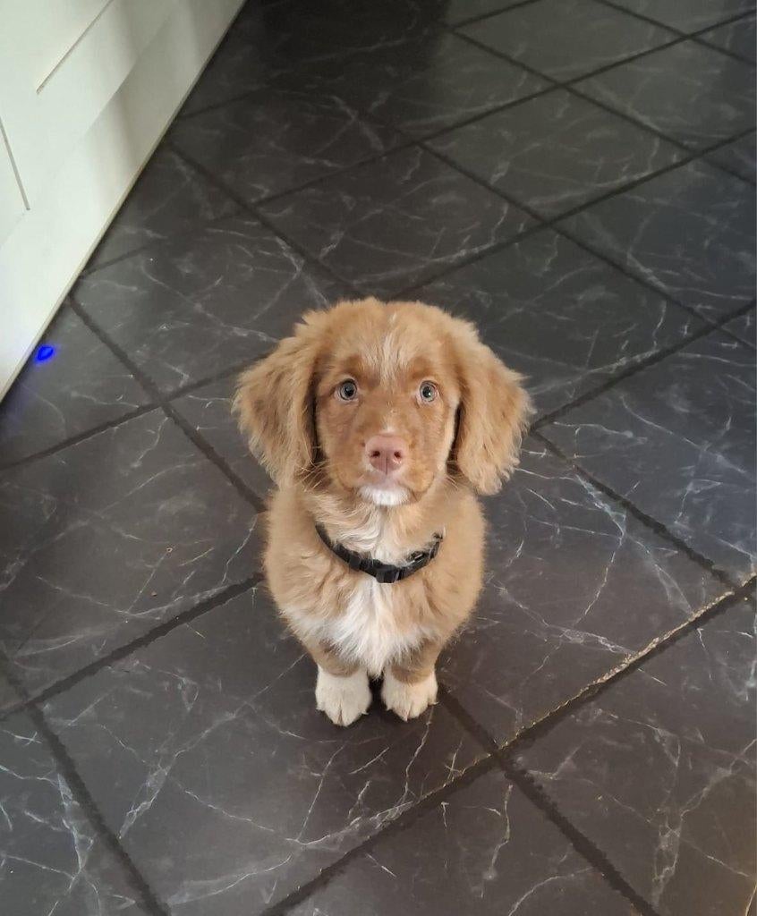 Toller pup, Dieren en Toebehoren, Honden | Retrievers, Spaniëls en Waterhonden, 8 tot 15 weken, Eén hond, Nederland, Fokker | Hobbymatig
