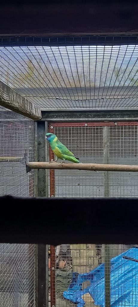 Cloncurry man broedrijp., Mannelijk, Parkiet