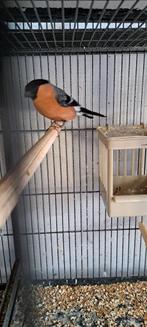 Ik zoek een goudvink pop  of kanarie pop in de buurt van sta, Dieren en Toebehoren, Vrouwelijk, Kleurkanarie