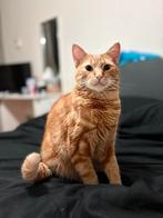 Kat zoekt huisje - rode kater, Dieren en Toebehoren, Kater