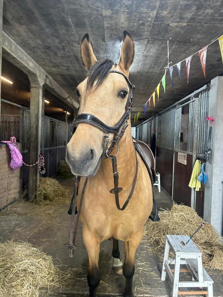 Mooie 7 jarige valk Merrie, Dieren en Toebehoren, Paarden, Merrie, L, 7 tot 10 jaar, Gechipt, Ontwormd, Ingeënt