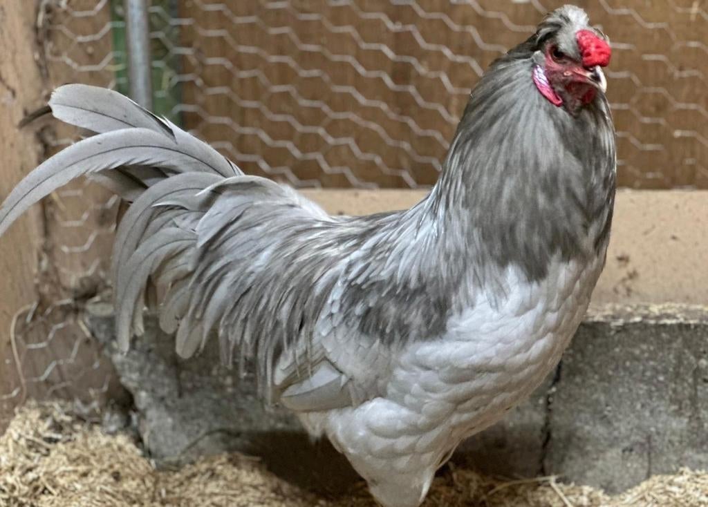 Broedeieren kleurleggers- regenboog- araucana olijf groen, Dieren en Toebehoren, Pluimvee, Geslacht onbekend, Kip