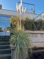 Mooie grote pampasgras - zelf uithalen!, Volle zon, Vaste plant, Siergrassen, Ophalen of Verzenden