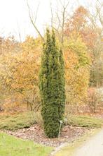 Gevraagd, gratis taxus baccata, Ophalen, Taxus, 100 tot 250 cm