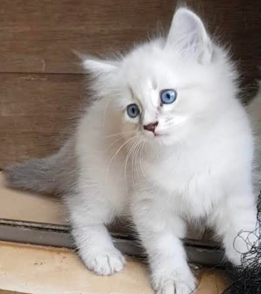 GEZOCHT Siberische Boskat of Neva Masquerade kitten, Dieren en Toebehoren, Katten en Kittens | Raskatten | Langhaar, Poes, Ontwormd