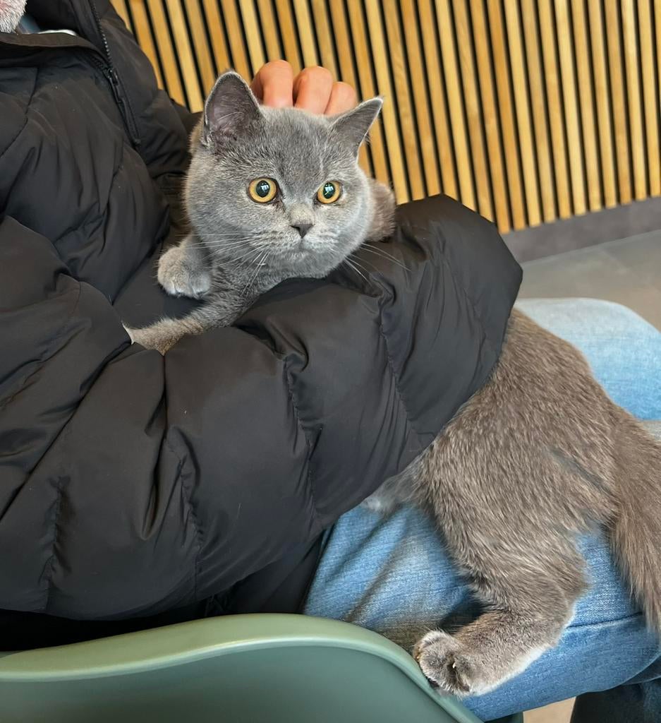 Prachtige Britse Korthaar zoekt nieuw thuis, Dieren en Toebehoren, Katten en Kittens | Raskatten | Korthaar, Kater, Ontwormd, 0 tot 2 jaar