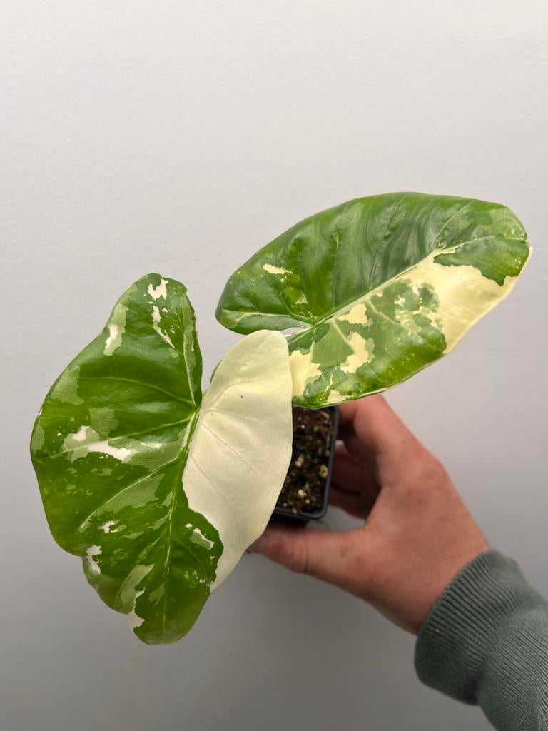 Alocasia Macrorrhiza Albo Variegata, Huis en Inrichting, Kamerplanten, Overige soorten, In pot, Minder dan 100 cm, Bloeiende kamerplant