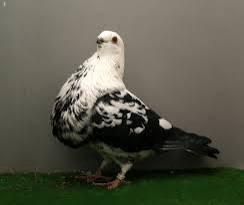 Gezocht kraaitijger, Dieren en Toebehoren, Meerdere dieren, Kropper