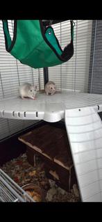 Ratten met kooi en accessoires, Minder dan 60 cm, Ophalen of Verzenden, Zo goed als nieuw, 75 tot 110 cm