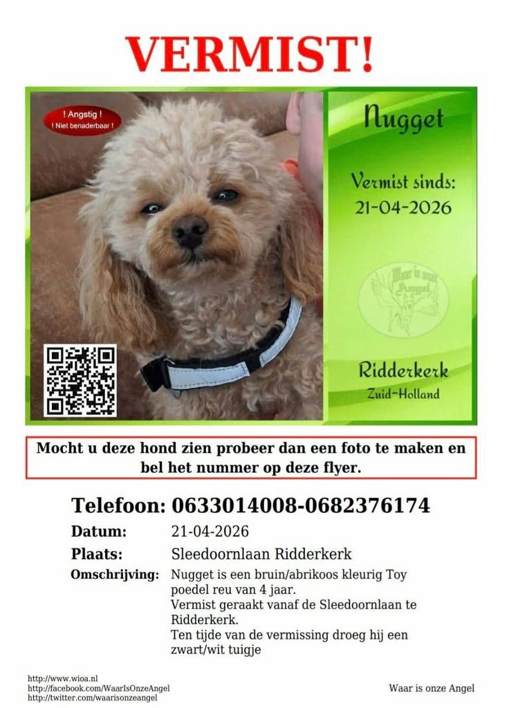 Toypoedel van vier jaar vermist!!!