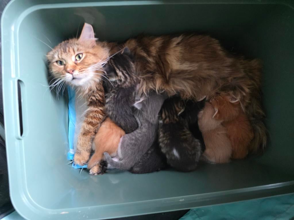 Maine coon kittens, Dieren en Toebehoren, Katten en Kittens | Raskatten | Korthaar, Meerdere dieren, Ontwormd