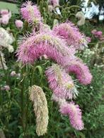 Sanguisorba Pink Brushes – pimpernel, Tuin en Terras, Volle zon, Vaste plant, Zomer, Ophalen