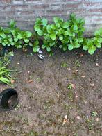 7 jonge hortensia plantjes, Ophalen, Hortensia, Minder dan 100 cm