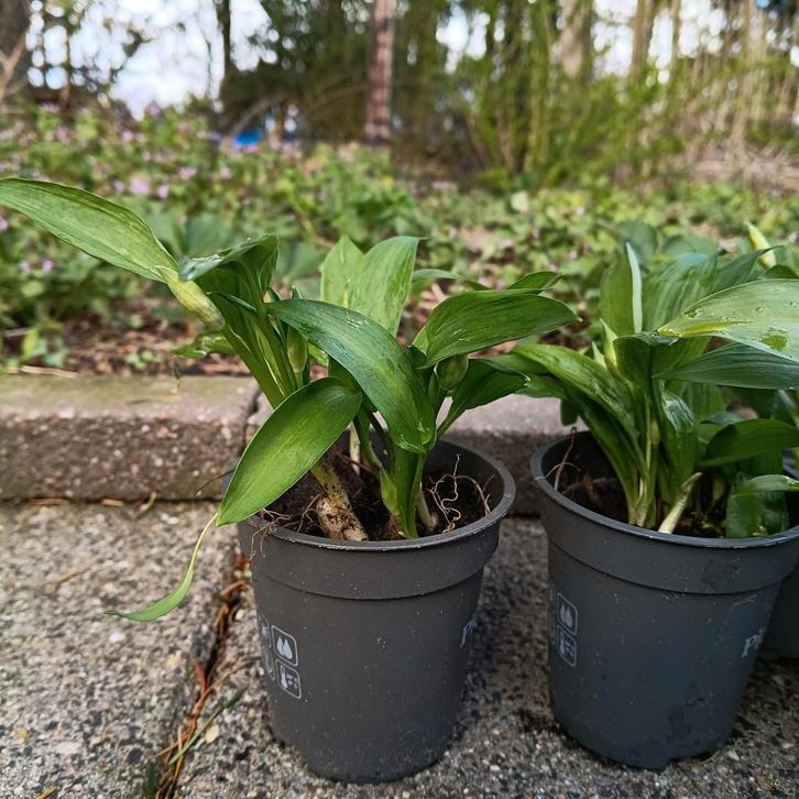 Daslook, 1,50 per stuk, biologisch geteeld, Tuin en Terras, Planten | Tuinplanten, Eenjarig, Groenteplanten, Volle zon, Ophalen