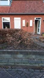 Hortensia's, Tuin en Terras, Ophalen, Overige soorten, Halfschaduw