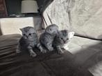 Britse korthaar kittens, Meerdere dieren, Ontwormd, 0 tot 2 jaar