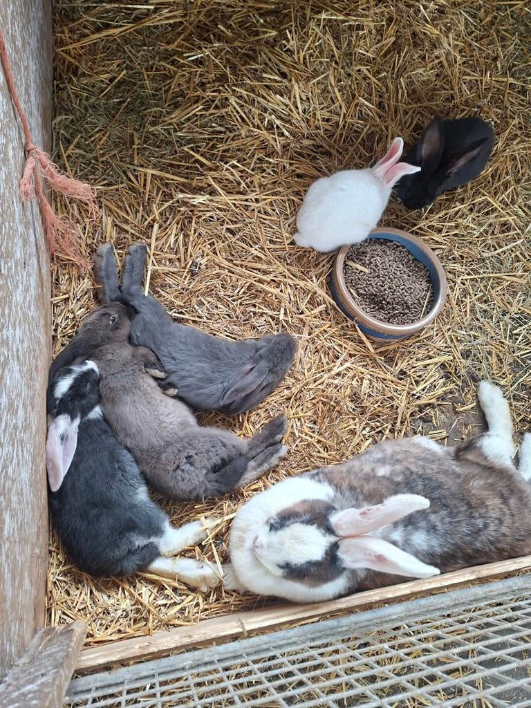 Duitse reuzen, Dieren en Toebehoren, Konijnen, Meerdere dieren, Groot