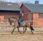 Topbrave Allrounder 16 jr Heartbreaker x Kigali, Dieren en Toebehoren, Springpaard, Met stamboom, Ruin, L