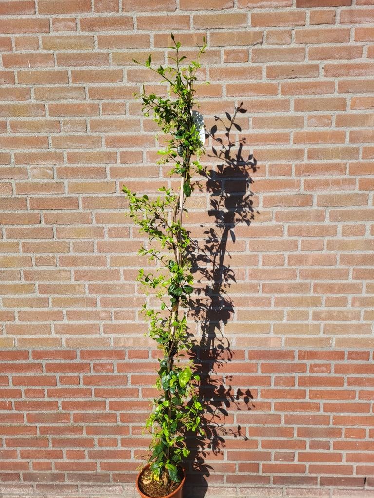 Toscaanse jasmijn, Ophalen of Verzenden, Overige soorten, Volle zon