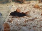 Corydoras Venezuela black eigen kweek nog 10, Vis, Zoetwatervis, Schoolvis