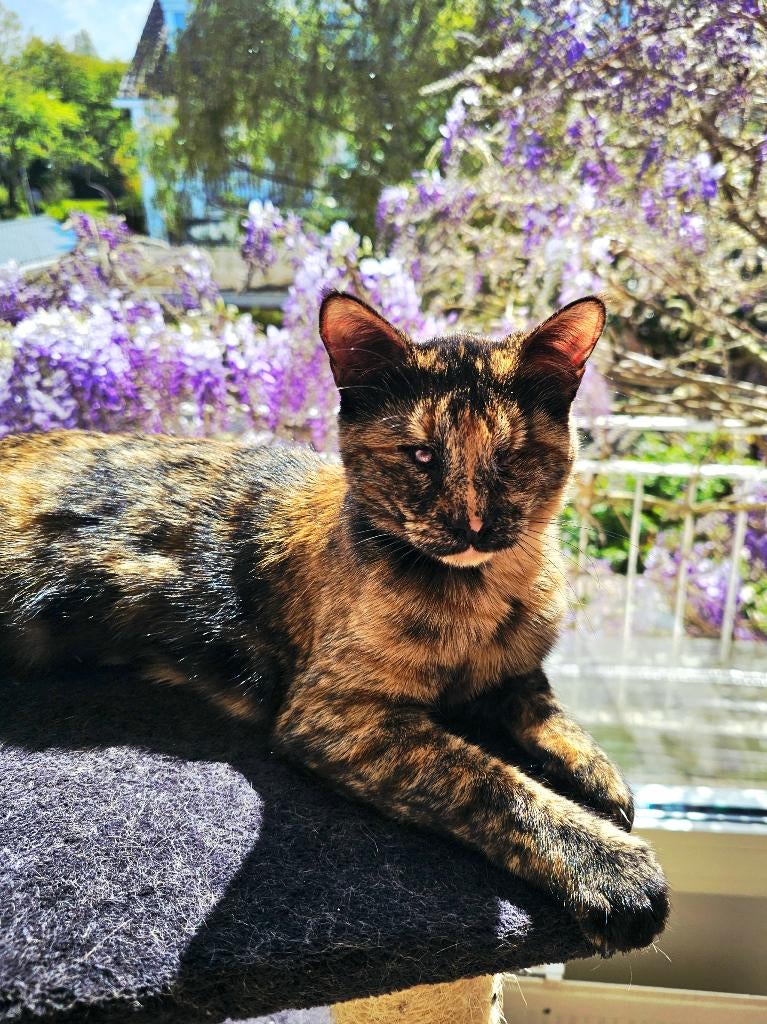 2 zeer lieve zusjes, ziend en blind, gesterilis./getest/chip, Dieren en Toebehoren, Katten en Kittens | Overige Katten, Poes, Kortharig