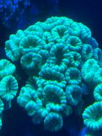 Fluo Caulastrea koraal, Dieren en Toebehoren, Vissen | Aquaria en Toebehoren, Ophalen, Plant(en), Steen of Hout