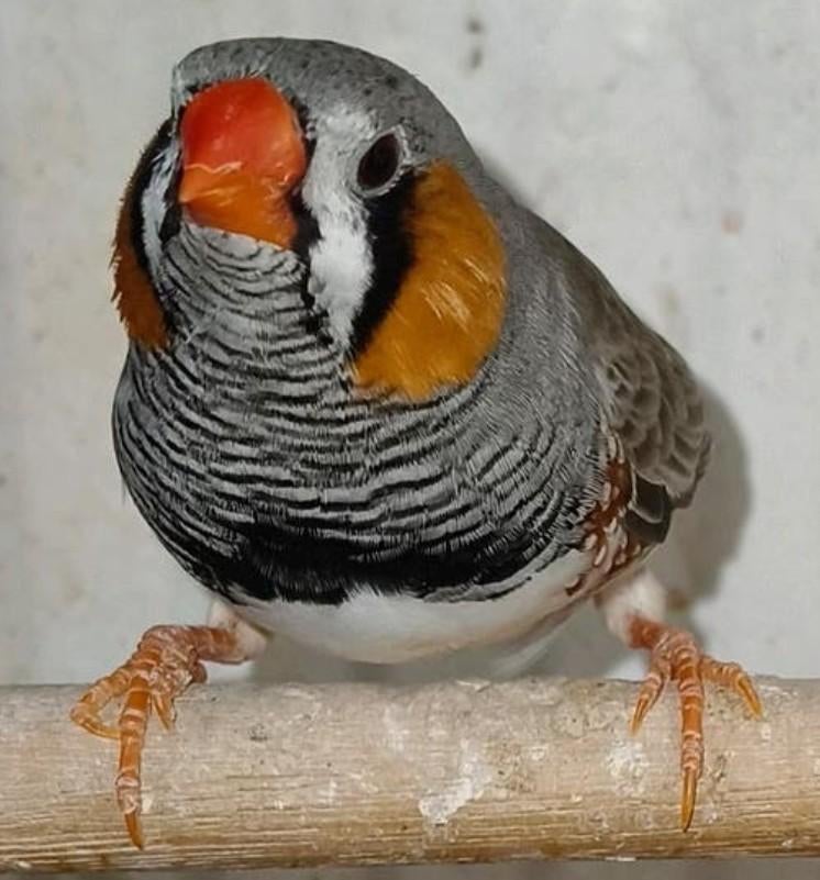 Laatste koppel zebravinken te koop! (Broedrijp), Meerdere dieren