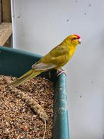 Kakariki man en popje 5 eitjes, Dieren en Toebehoren, Vogels | Parkieten en Papegaaien, Meerdere dieren, Parkiet