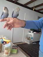 Dwergpapegaaien tam, Dieren en Toebehoren, Vogels | Parkieten en Papegaaien, Mannelijk, Parkiet, Tam