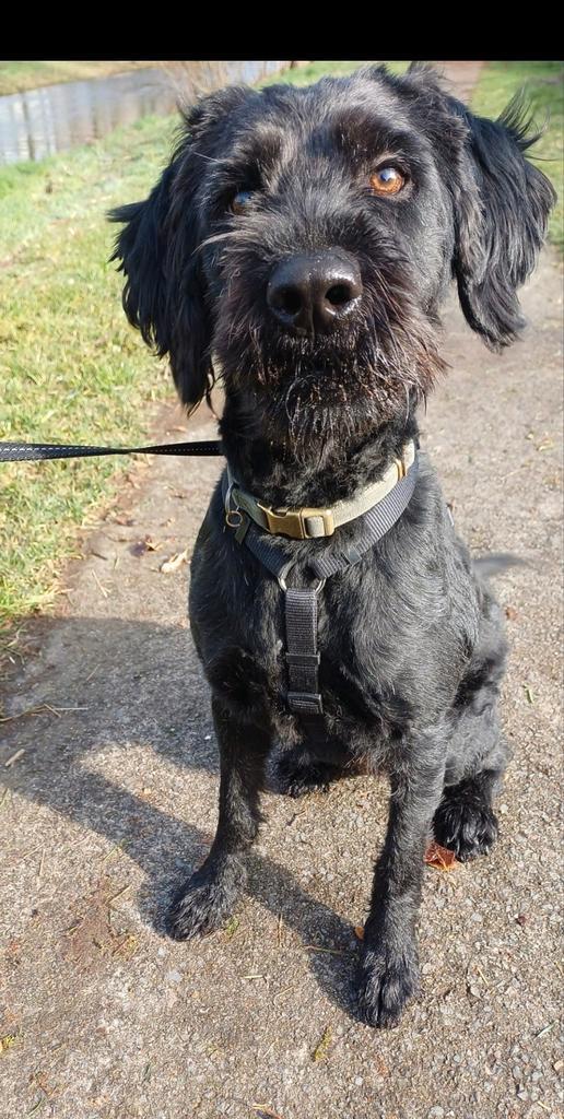 Labradoodle reu van april 2025, Dieren en Toebehoren, Honden | Chihuahua's en Gezelschapshonden, Reu, Poedel, Particulier, Eén hond