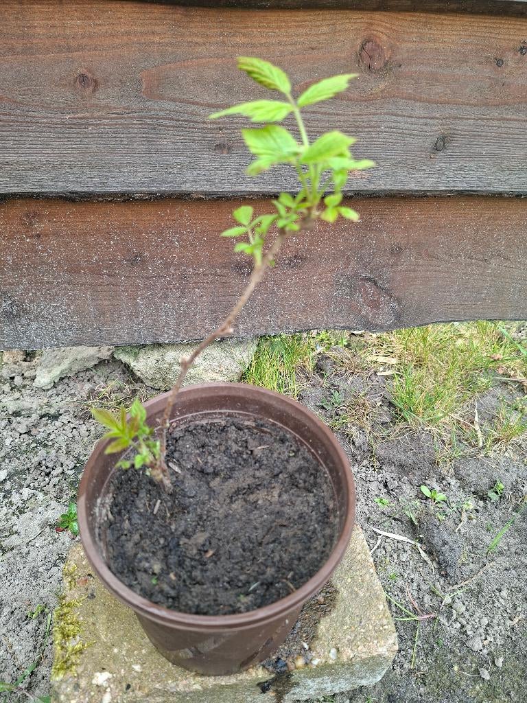 Framboos Rood, Ophalen, Vaste plant, Fruitplanten, Volle zon