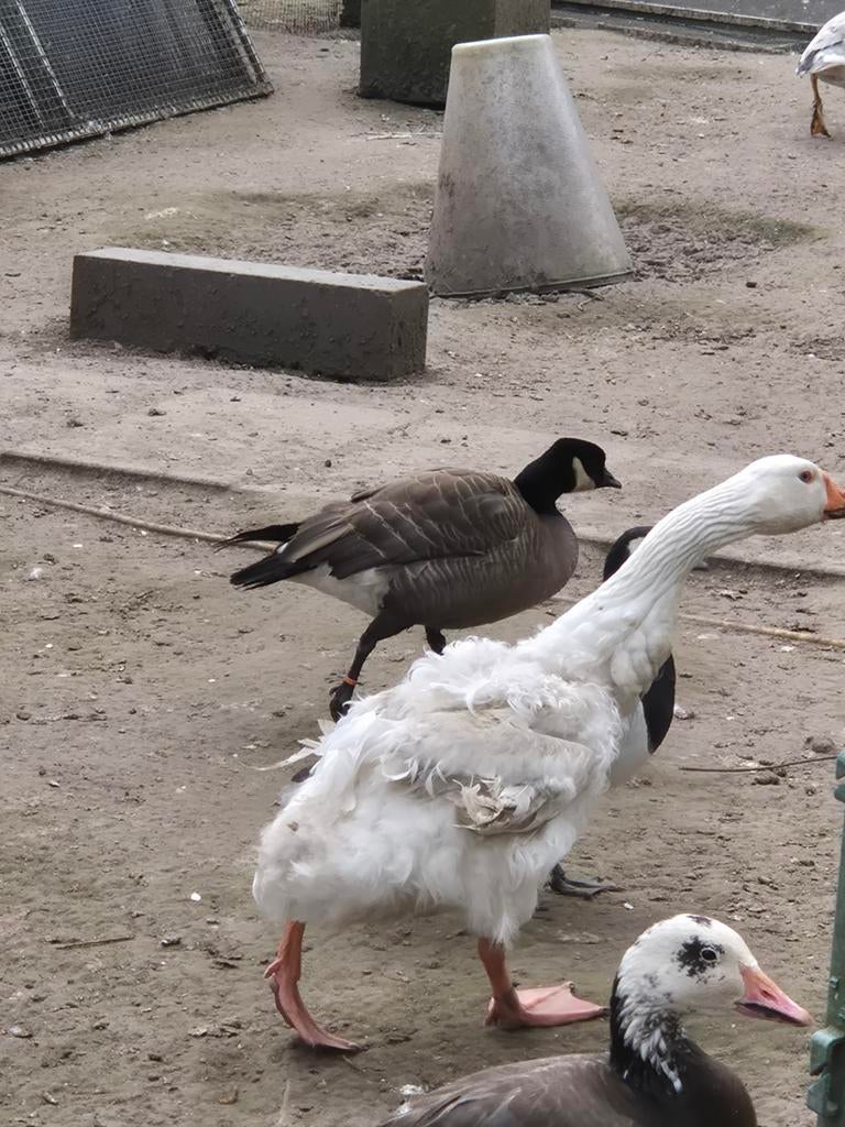 Koppel krulveer ganzen van 2025, Dieren en Toebehoren, Pluimvee, Meerdere dieren, Gans of Zwaan