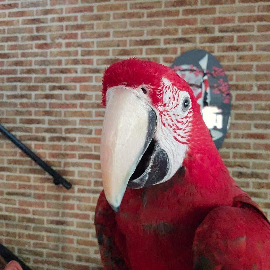 Groenvleugel ara man papegaai en bg pop, Meerdere dieren, Papegaai, Pratend