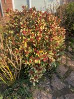 Grote Skimmia struik zelf uitgraven, Tuin en Terras, Planten | Tuinplanten, Vaste plant, Halfschaduw, Winter, Ophalen