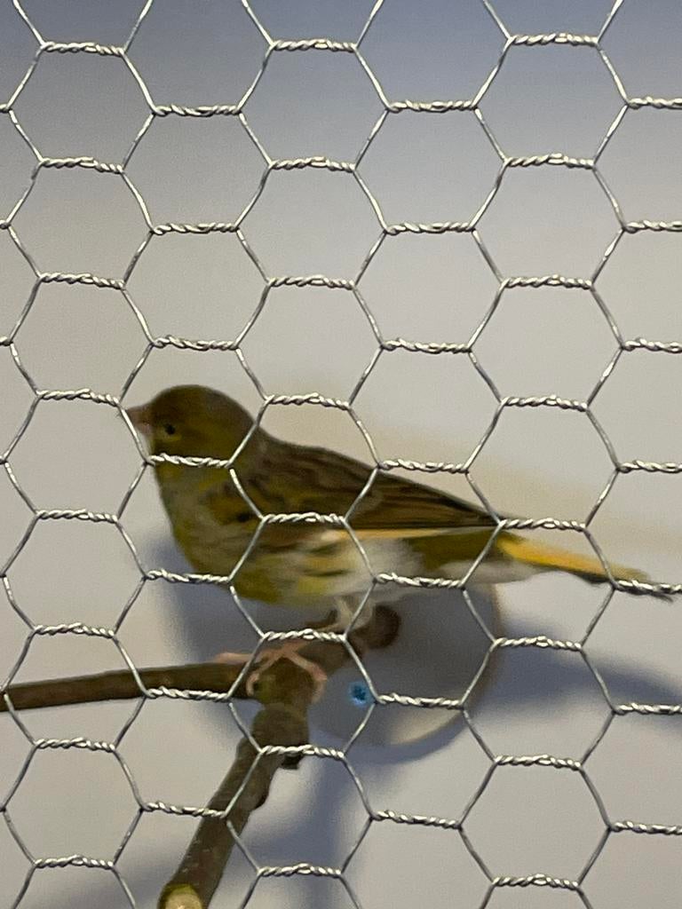 Kanarie, vogel,, Dieren en Toebehoren, Mannelijk, Kleurkanarie