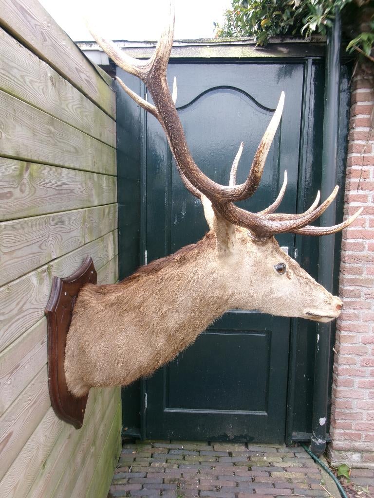 Schitterende hele grote opgezette edelhert kop met gewei, Ophalen, Zo goed als nieuw, Hert, Opgezet dier