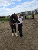 Paard gezocht, Ophalen, Overige soorten