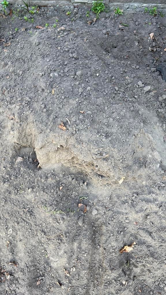 Zwarte aarde ongeveer 1 kuub, Tuin en Terras, Zand, Ophalen, Zo goed als nieuw, Overige typen