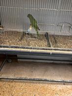 Te koop halsband parkiet, Dieren en Toebehoren, Vrouwelijk, Parkiet