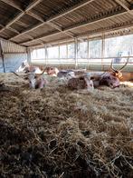 Texas longhorns, Dieren en Toebehoren, Meerdere dieren