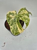 Monstera Creme Brulee Zeldzame Kamerplant, Ophalen of Verzenden, Halfschaduw, Minder dan 100 cm