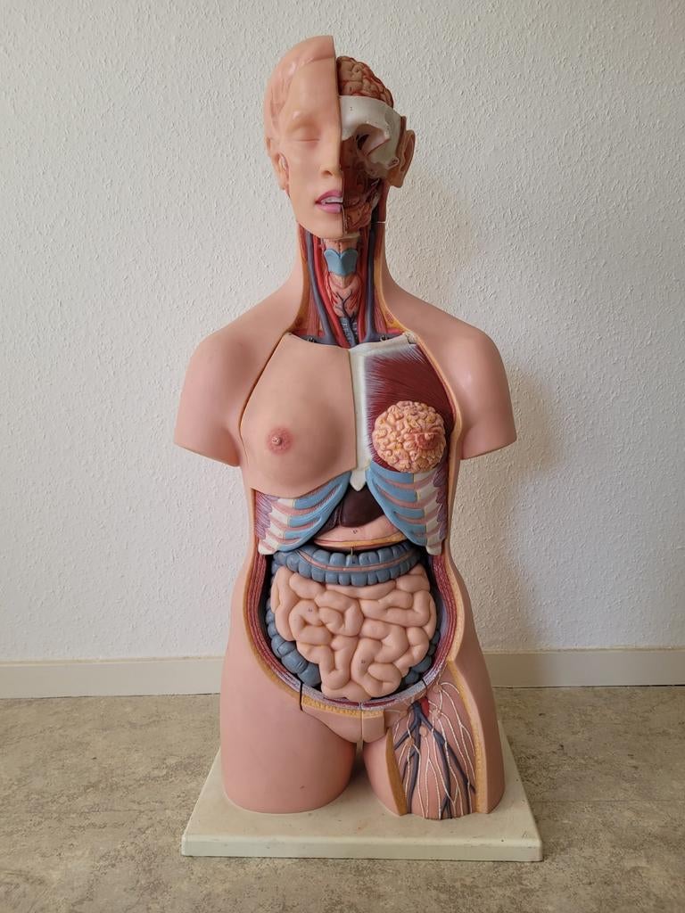Anatomisch model menselijk torso - Hart en oog ontbreekt, Ophalen, Gebruikt