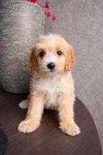 Maltipoo pups Maltezer x toy poedel, Overige rassen, 8 tot 15 weken, Parvo, Meerdere