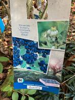 Fruit - bosbes, Ophalen, Overige soorten, Struik, Minder dan 100 cm